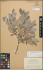 Foto von Salix glauca L.